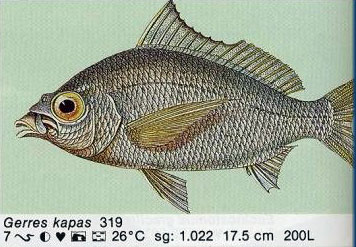 Gerres kapas